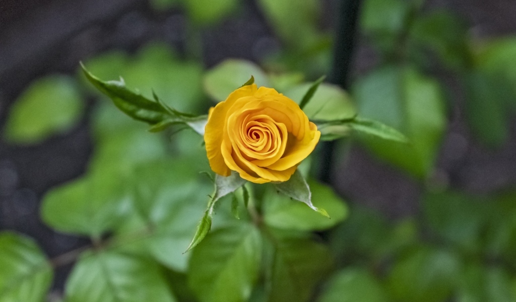 Оранжевая распускающаяся роза вид сверху