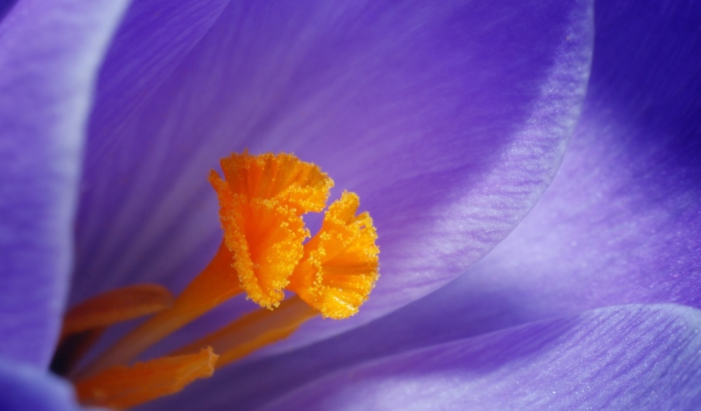 Оранжевая серединка фиолетового крокуса