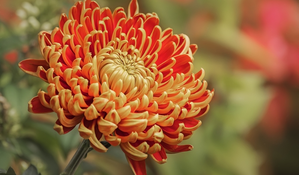 Оранжевая хризантема вблизи