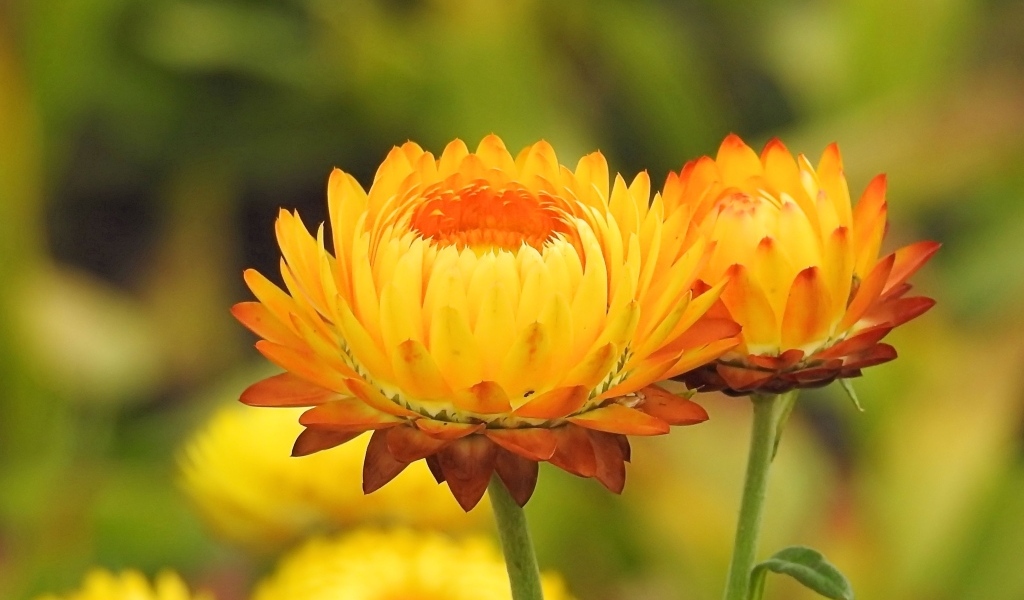 Оранжевые хризантемы крупным планом