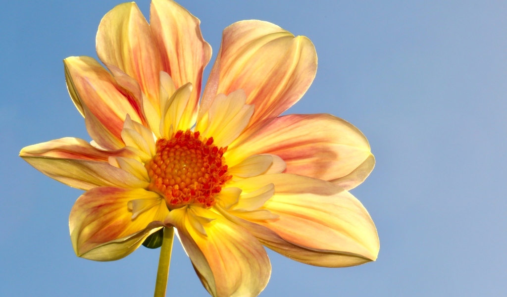 Оранжевый цветок георгина на голубом фоне