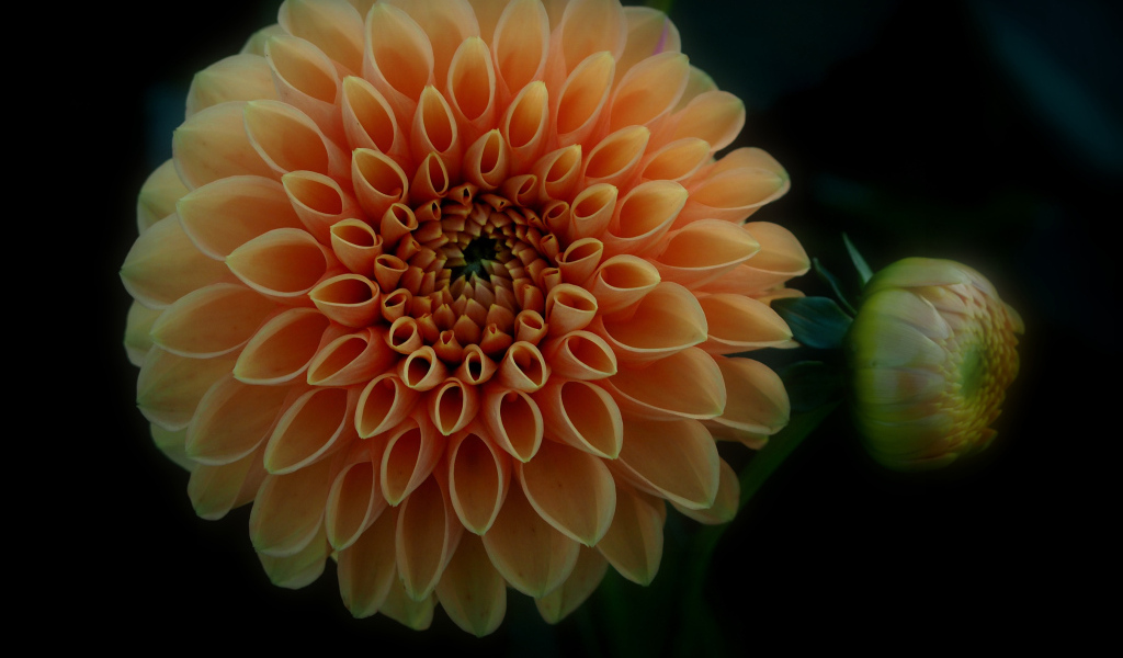 Оранжевый цветок георгина с бутоном на черном фоне