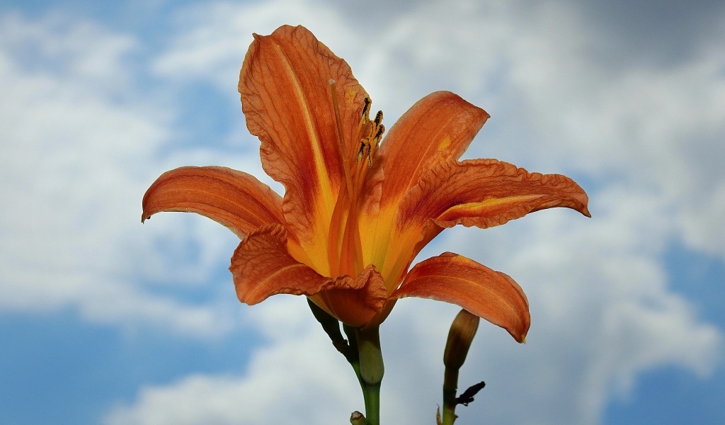 Оранжевый цветок лилейника на фоне неба