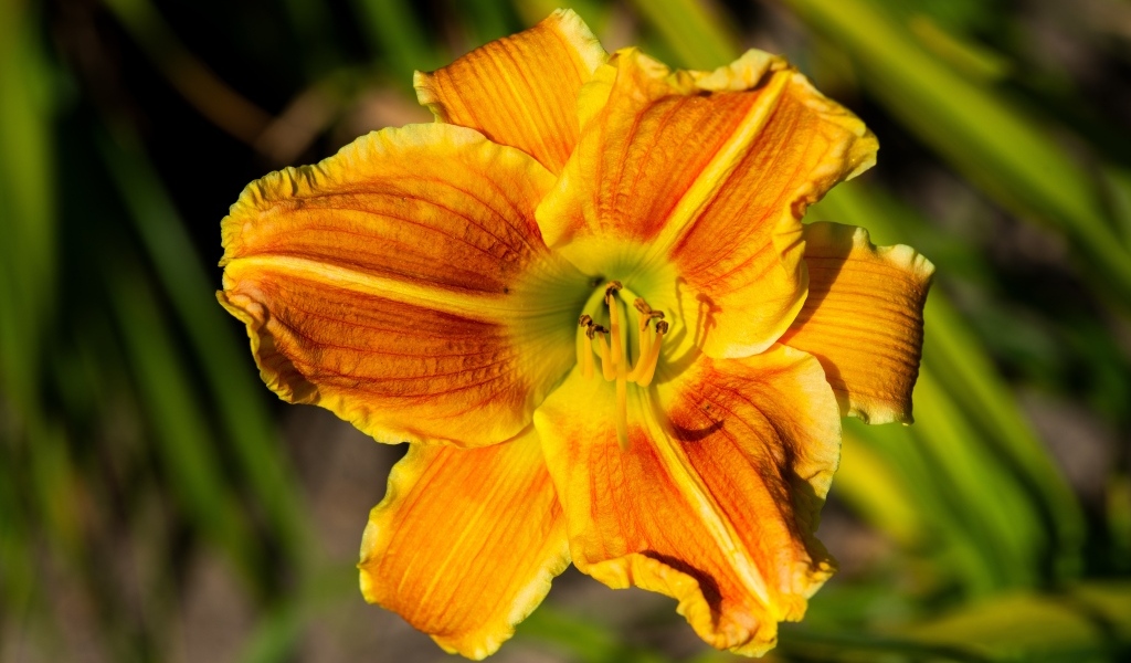 Оранжевый цветок лилейника в лучах солнца