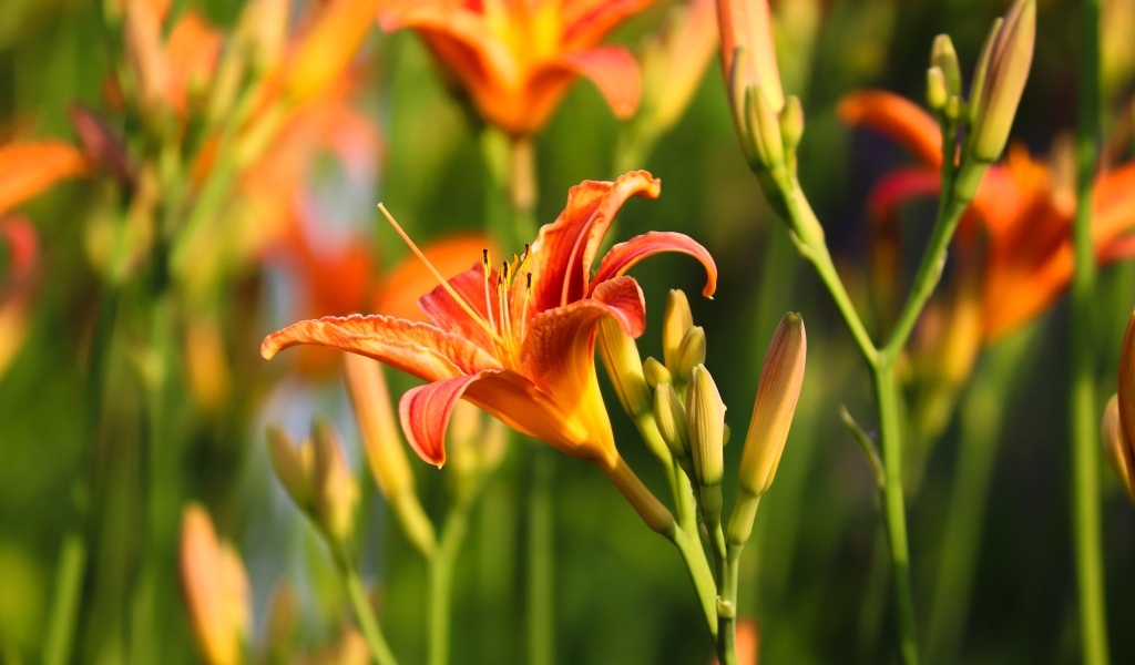 Оранжевые цветы лилейник с бутонами в лучах солнца