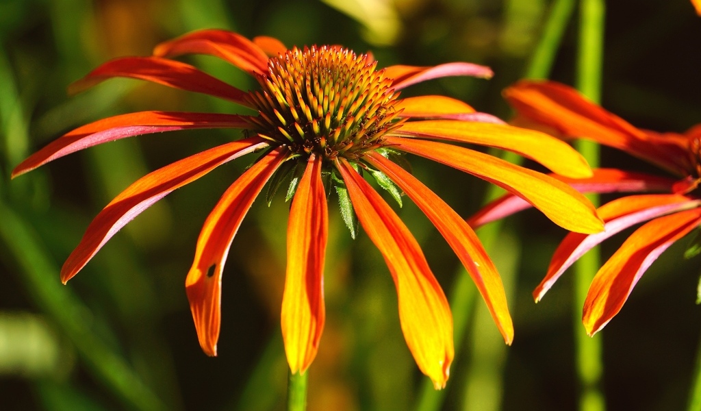 Оранжевый цветок эхинацея крупным планом