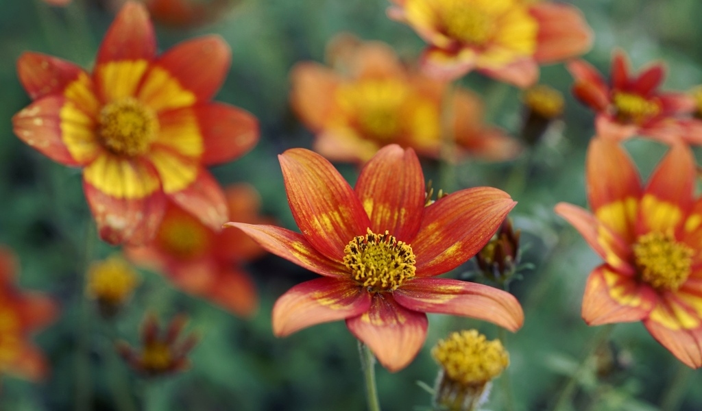 Оранжевые цветы на клумбе в саду