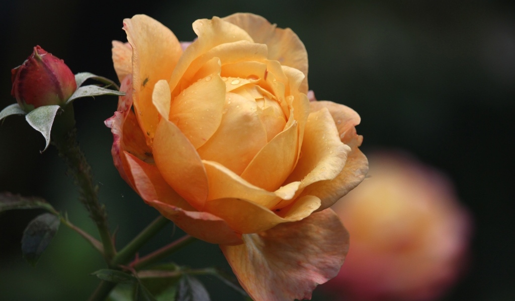 Оранжевая душистая роза с бутонами