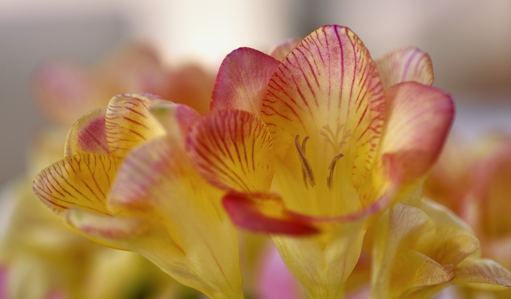 Оранжевые цветы фрезия крупным планом