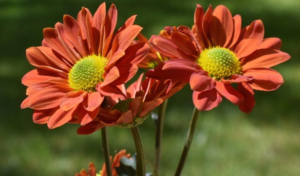 Оранжевые садовые цветы вблизи