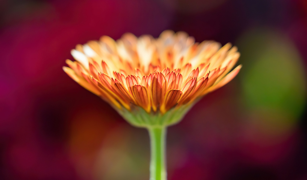 Оранжевый цветок герберы крупным планом