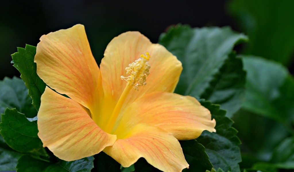 Оранжевый цветок гибискуса в зеленых листьях