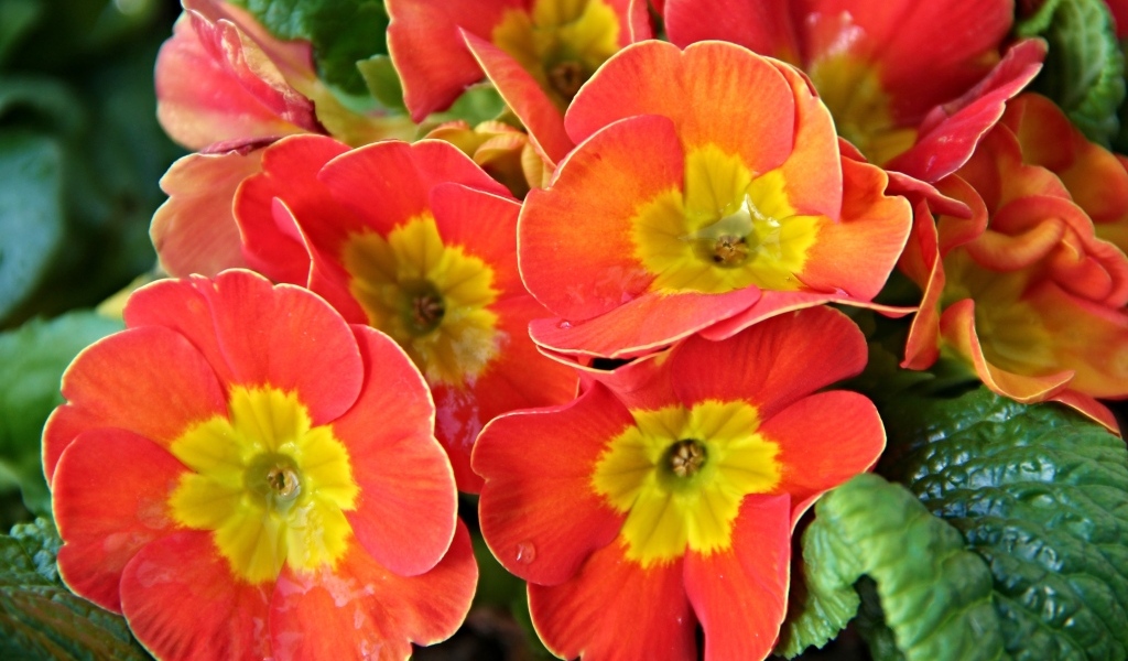 Оранжевые комнатные цветы примула