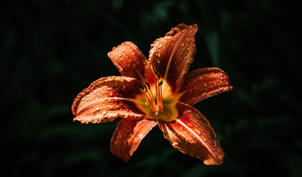 Оранжевая лилия в каплях росы на черном фоне