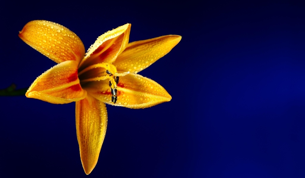 Оранжевая лилия на синем фоне