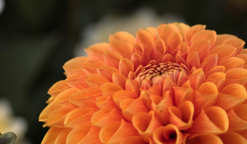 Оранжевая пышная георгина вблизи