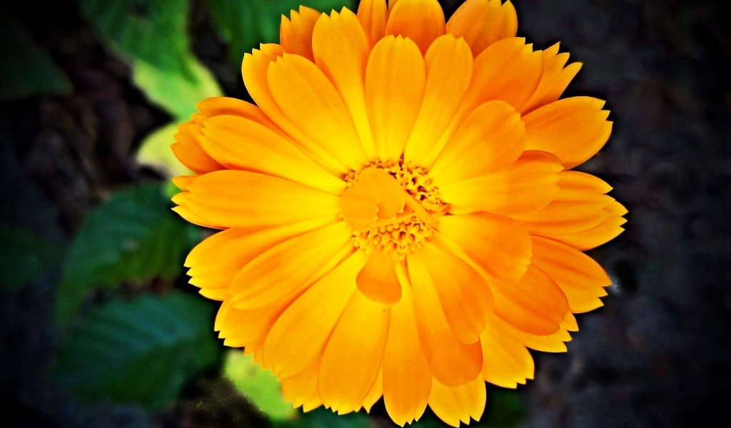 Оранжевый цветок календулы крупным планом