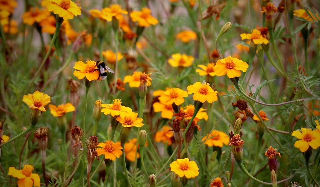 Оранжевые цветы бархатцы на клумбе