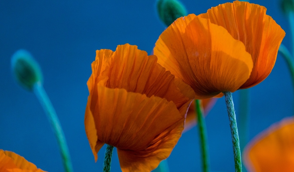 Оранжевые маки на голубом фоне
