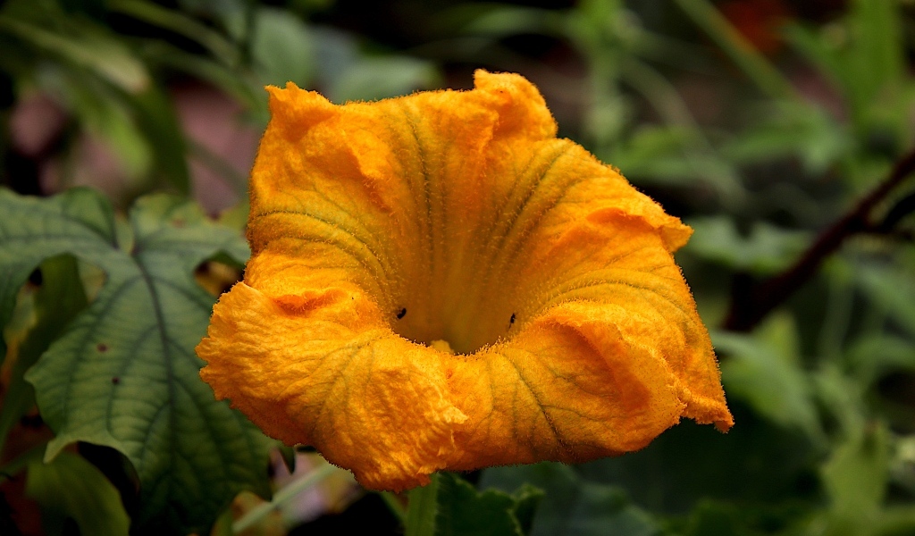 Оранжевый цветок тыквы на грядке