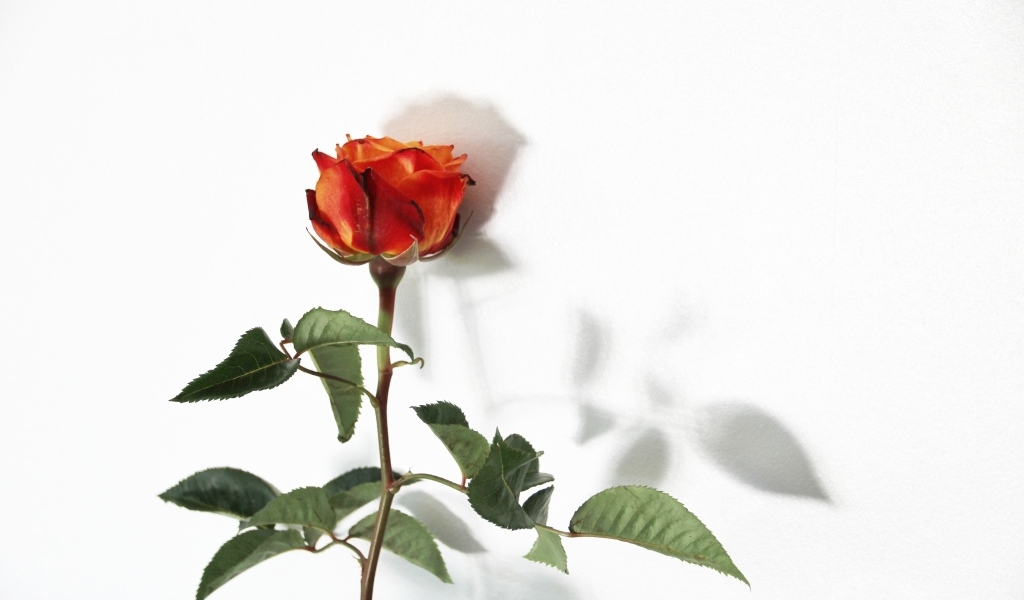 Цветок оранжевой розы на белом фоне