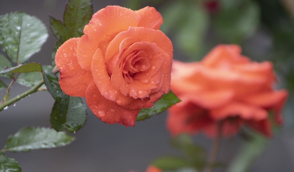 Оранжевая роза в каплях росы крупным планом