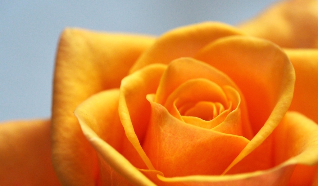 Апельсиновая роза на сером фоне крупным планом