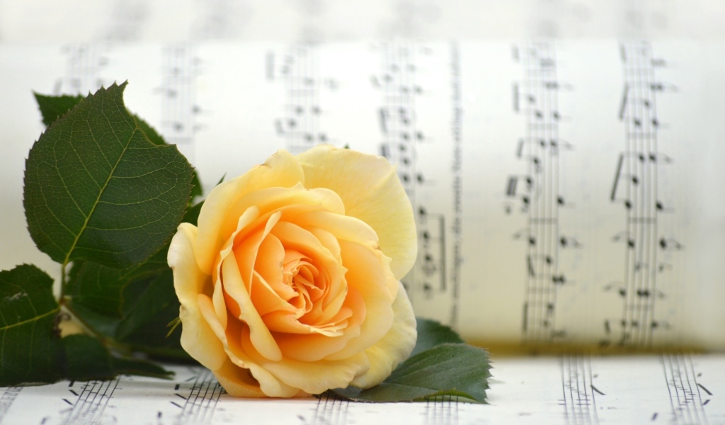 Оранжевая роза с нотной тетрадью