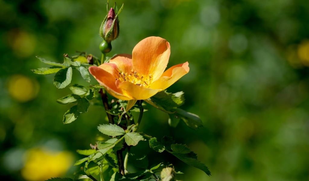 Оранжевый цветок шиповника с бутоном  крупным планом