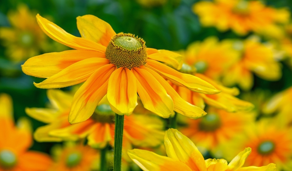 Оранжевые цветы рудбекия крупным планом на клумбе