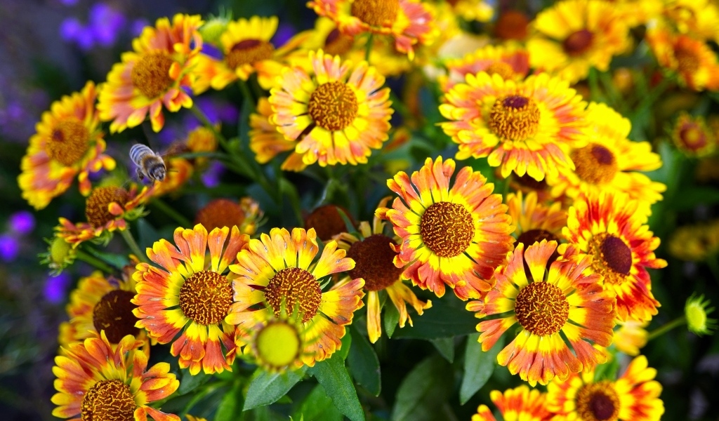 Оранжевые мелкие садовые цветы