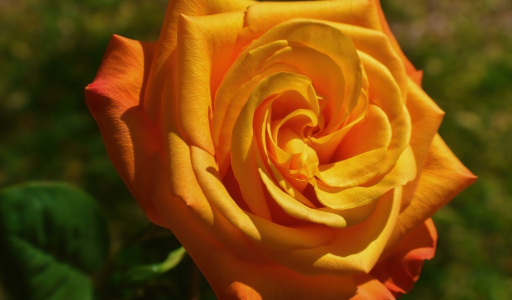 Оранжевая чайная роза на клумбе