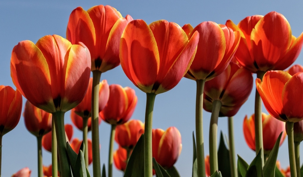 Оранжевые тюльпаны на фоне голубого неба