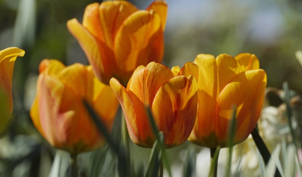 Оранжевые тюльпаны в лучах теплого солнца