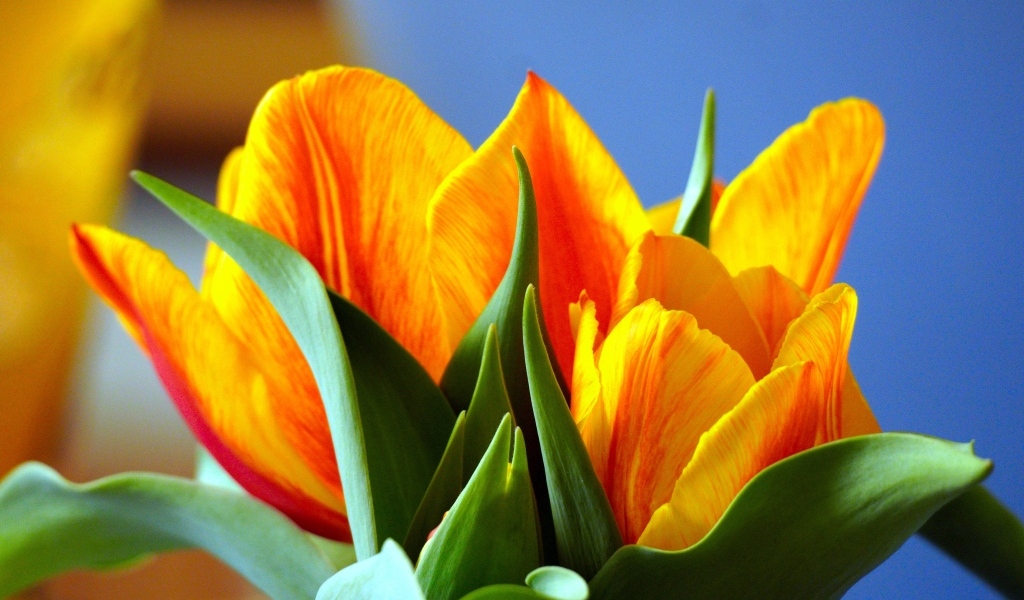 Оранжевые тюльпаны с зелеными листьями крупным планом