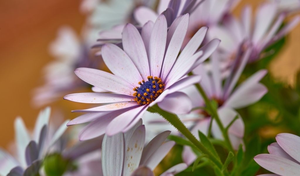 Цветы остеоспермум крупным планом