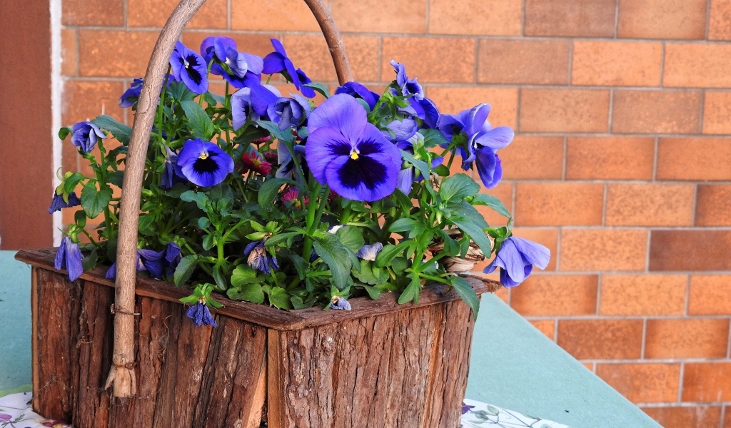 Цветы анютины глазки в декоративной корзине