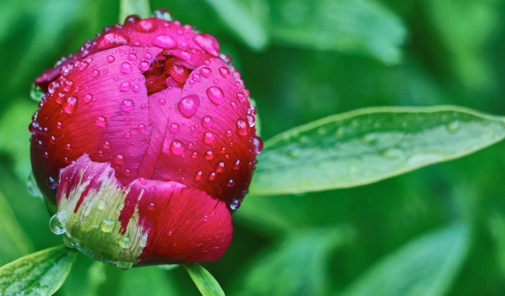 Бутон пиона в каплях дождя