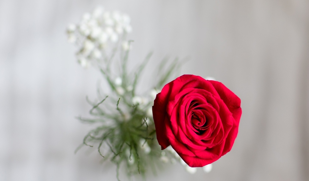 Фото красной розы сверху