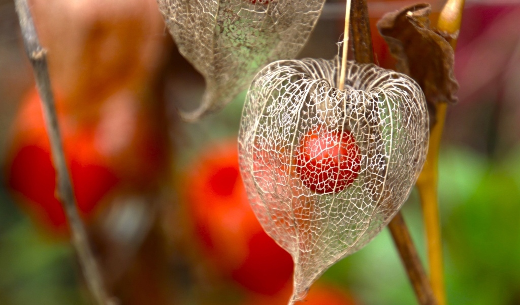 Цветок физалиса с ягодой внутри