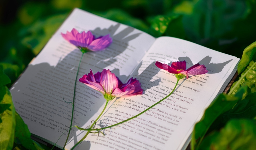 Сорванные цветы космеи лежат на книге