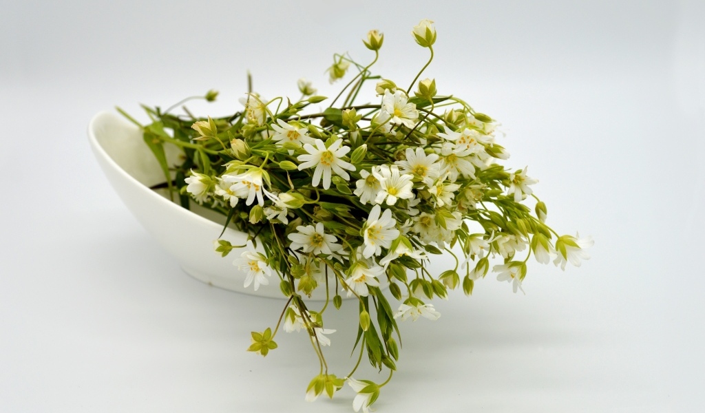 Сорванные белые цветы на сером фоне