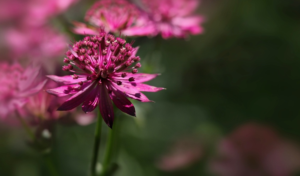 Розовый цветок Астранция крупным планом