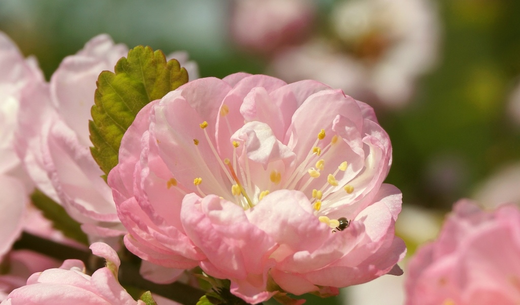 Розовые цветы луизеания в лучах солнца