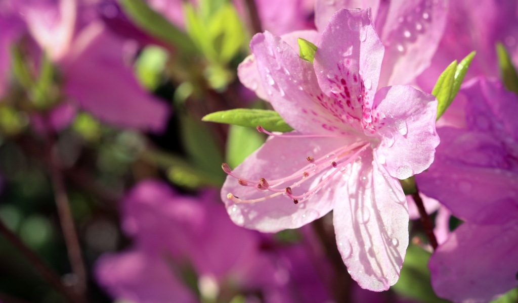 Розовые цветы Рододендрон в каплях росы
