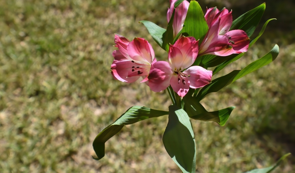 Розовые цветы альстромерии с зелеными листьями