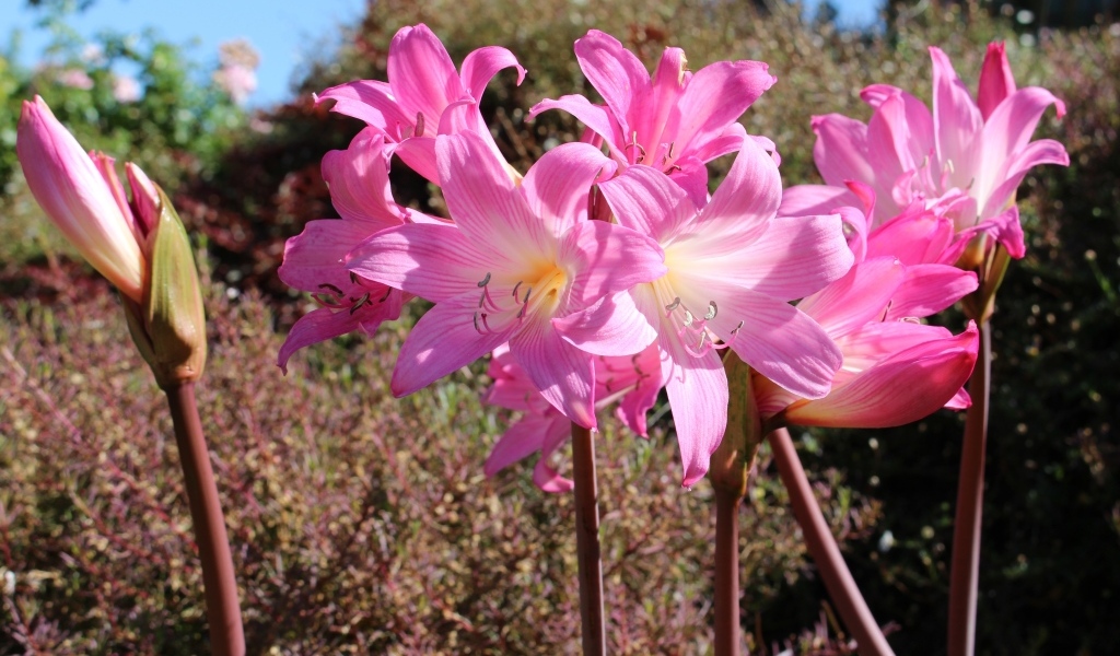 Розовые цветы амариллис на клумбе