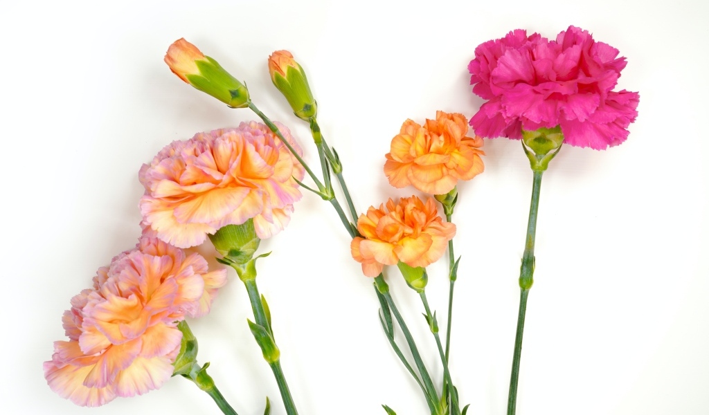Розовые и оранжевые гвоздики на белом фоне