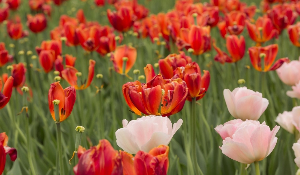 Розовые и красные тюльпаны на клумбе