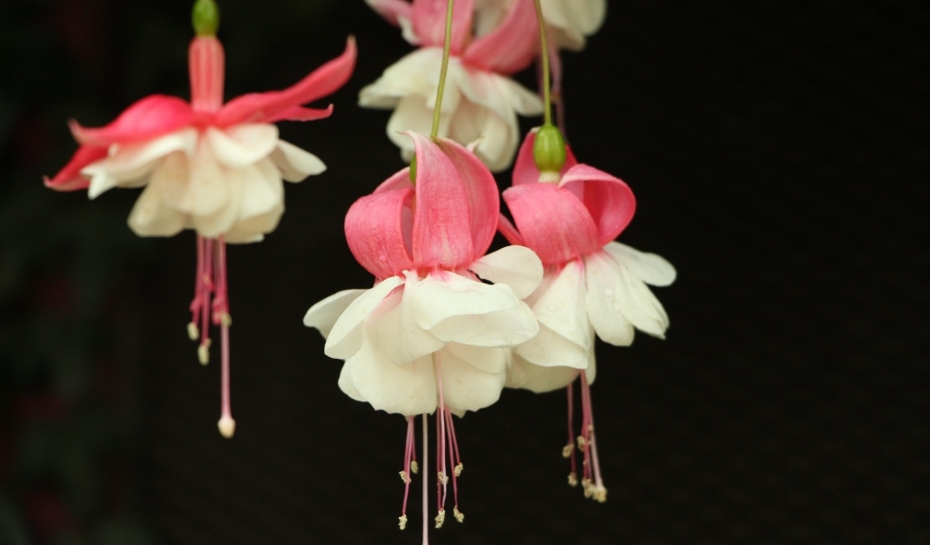 Розовые с белым цветы фуксии на черном фоне